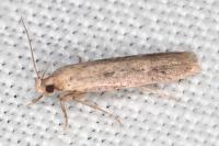 Platyedra subcinerea