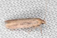 Platyedra subcinerea
