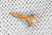 Caloptilia