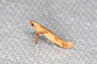 Caloptilia