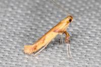 Caloptilia