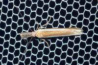 Pleurota aristella