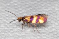 Micropterix aglaella