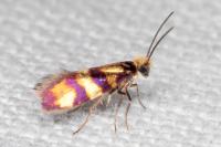 Micropterix aglaella