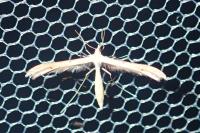Stenoptilia