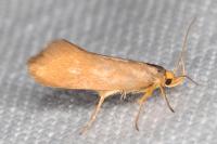 Crassa unitella