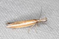 Pleurota aristella