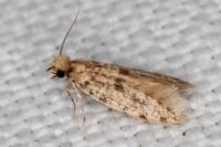 Eumasia parietariella