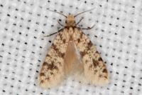 Eumasia parietariella