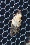 Acleris variegana