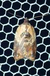 Acleris variegana