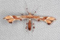 Cnaemidophorus rhododactylus