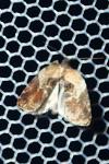 Acleris variegana