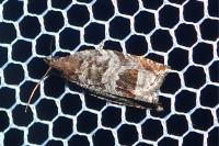 Ancylis achatana