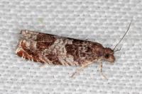 Ancylis achatana