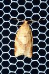 Clepsis consimilana