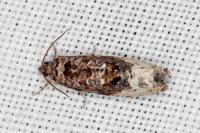 Hedya nubiferana