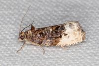 Hedya nubiferana