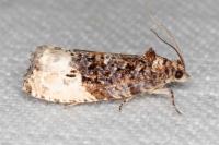 Hedya nubiferana