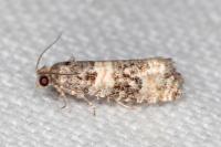 Piniphila bifasciana