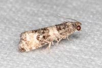 Piniphila bifasciana