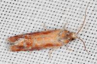 Rhyacionia buoliana
