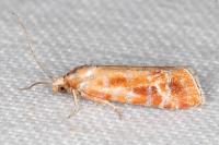 Rhyacionia buoliana