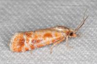 Rhyacionia buoliana