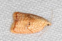 Acleris forsskaleana