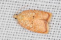 Acleris forsskaleana