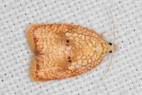 Acleris forsskaleana