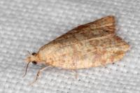 Aleimma loeflingiana