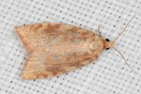 Aleimma loeflingiana