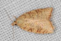 Aleimma loeflingiana