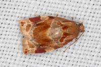 Archips xylosteana
