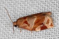 Archips xylosteana