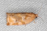 Archips xylosteana