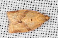 Clepsis consimilana