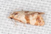 Phalonidia contractana