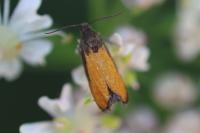Pammene aurana