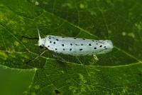 Yponomeuta
