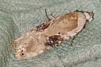 Agonopterix alstroemeriana