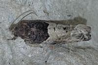 Gypsonoma aceriana