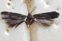 Stomopteryx lusitaniella