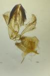 Stomopteryx lusitaniella