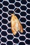 Gynnidomorpha rubricana