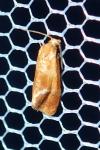 Gynnidomorpha rubricana