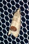 Notocelia uddmanniana