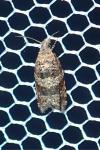 Rhopobota stagnana
