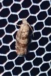 Rhopobota stagnana